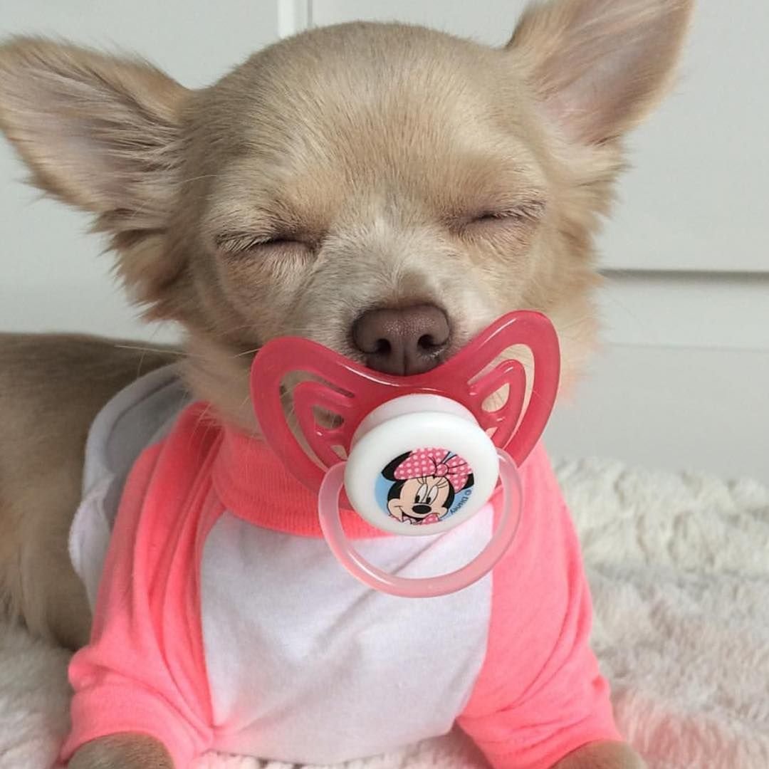 Чихуа Хуа с ножом