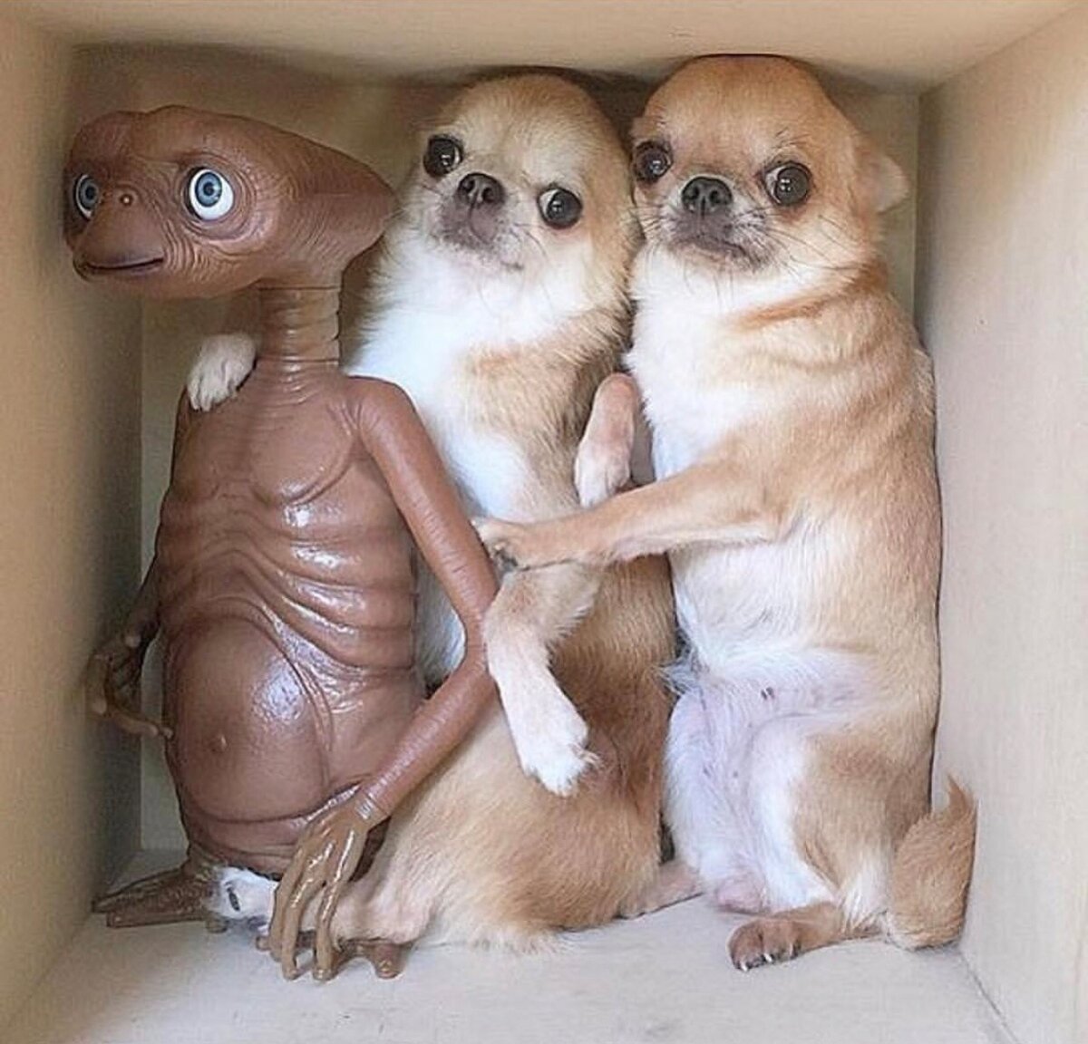 Прикольные чихуахуа