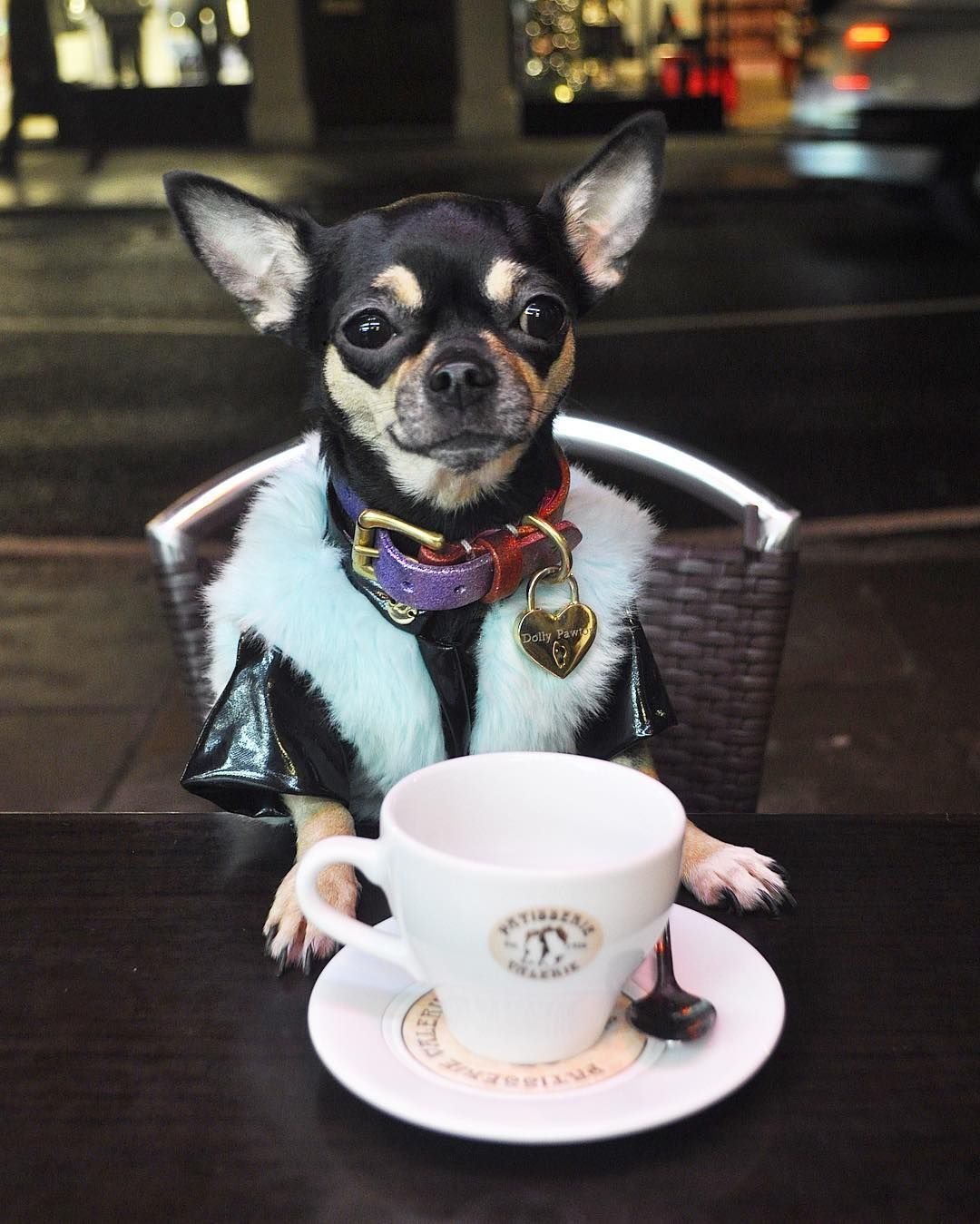 Доброе утро чихуахуа