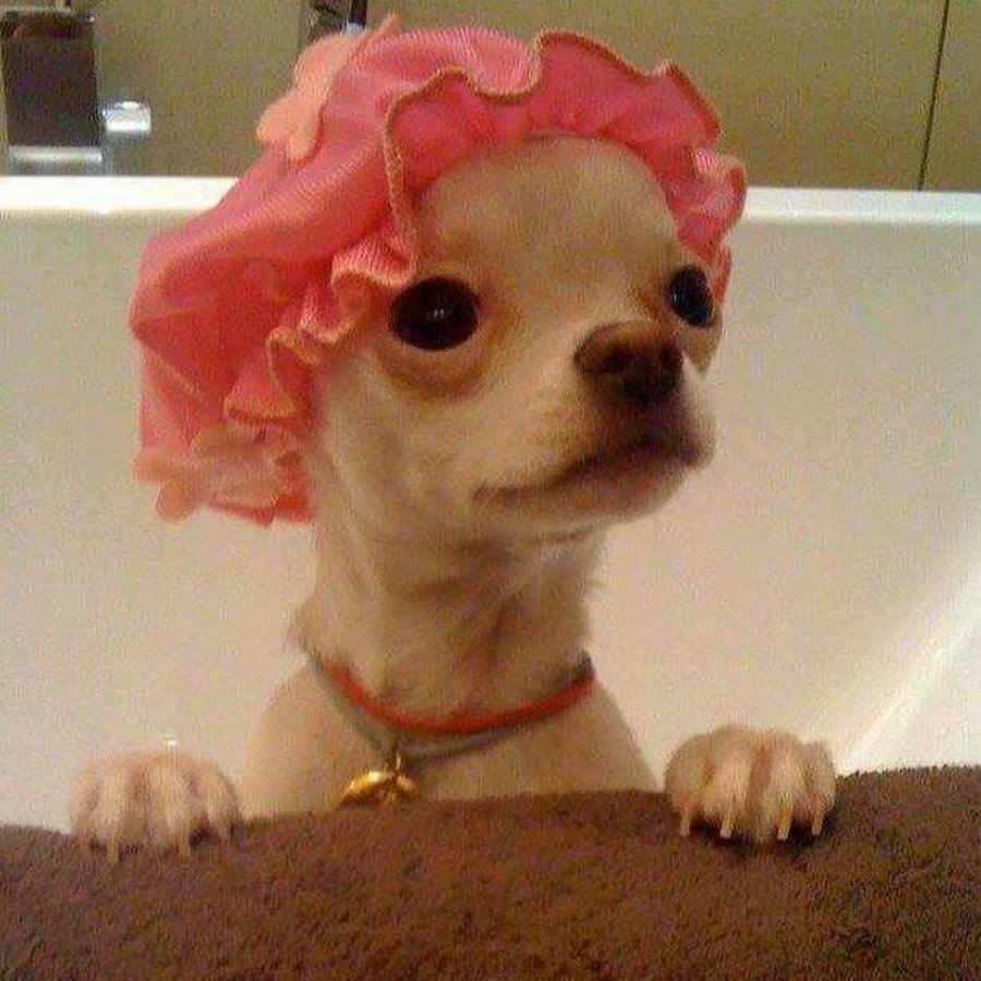 Улыбка чихуахуа