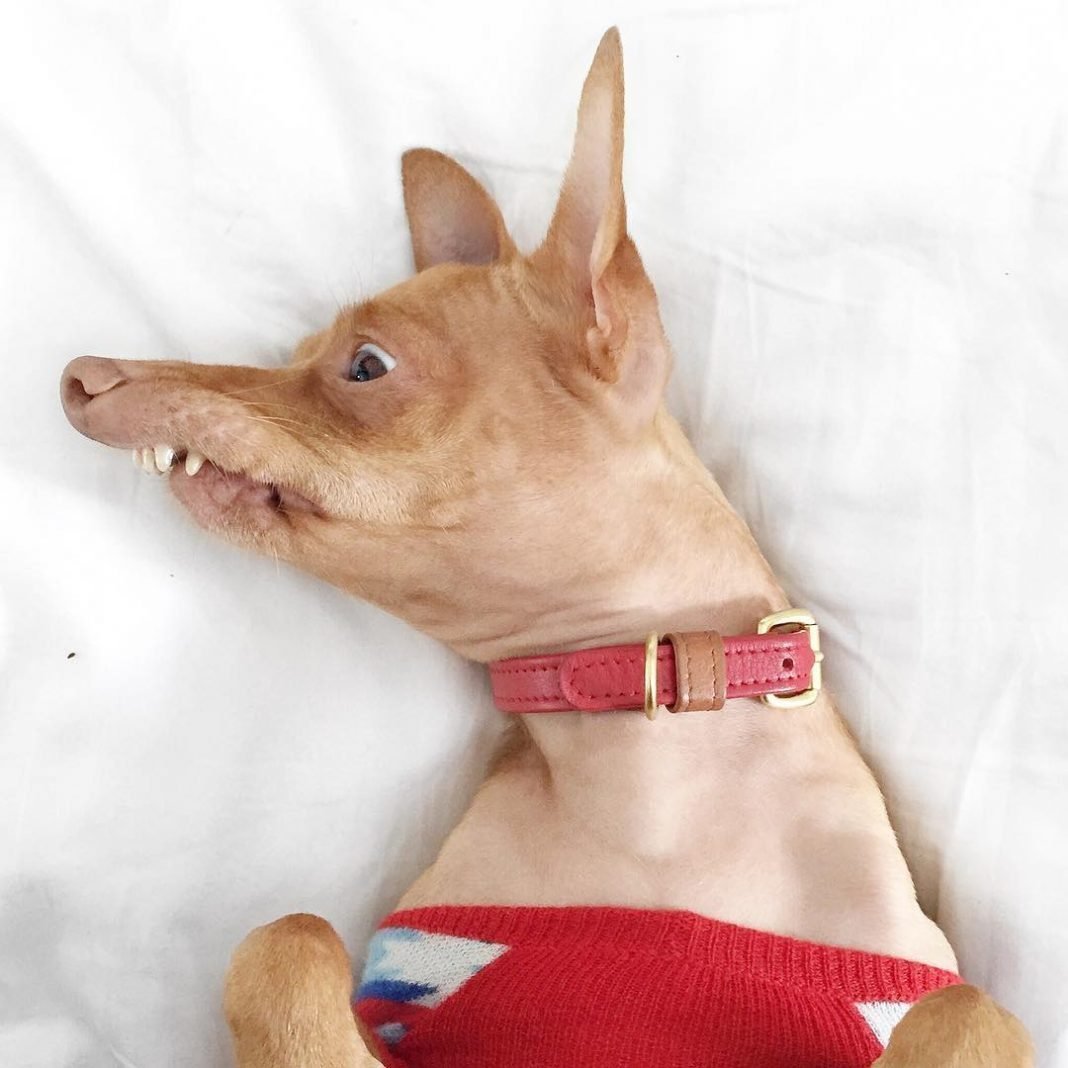 Милая собачка с сердечком