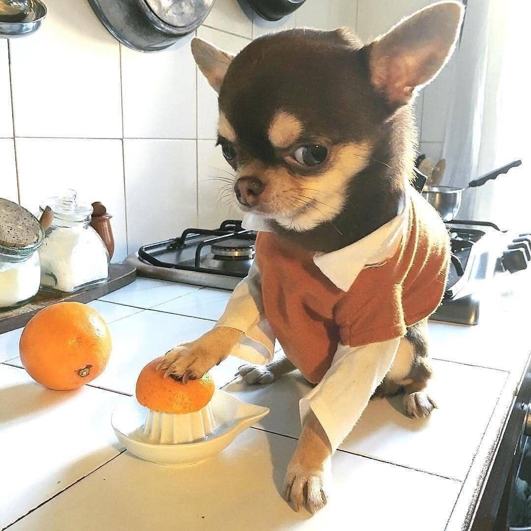 Мем с собакой чихуахуа