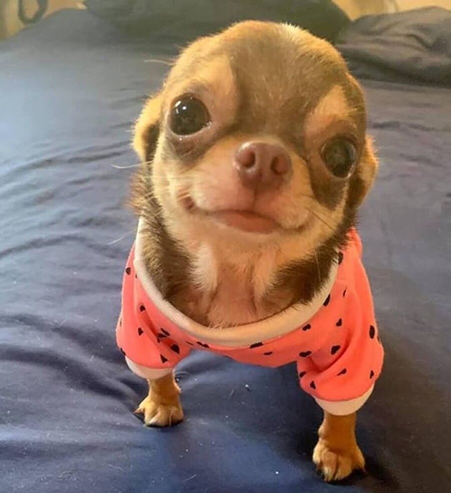 Ботинки для собак