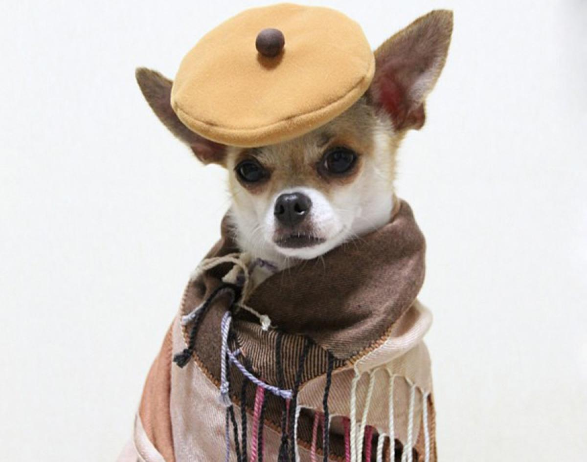 Злая чихуахуа