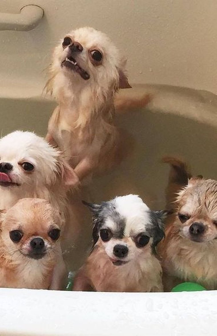 Забавные чихуахуа