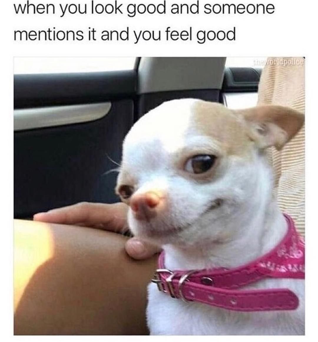 Псина чихуахуа