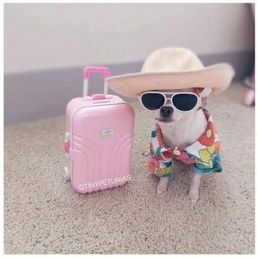 Самые милые собаки маленькие