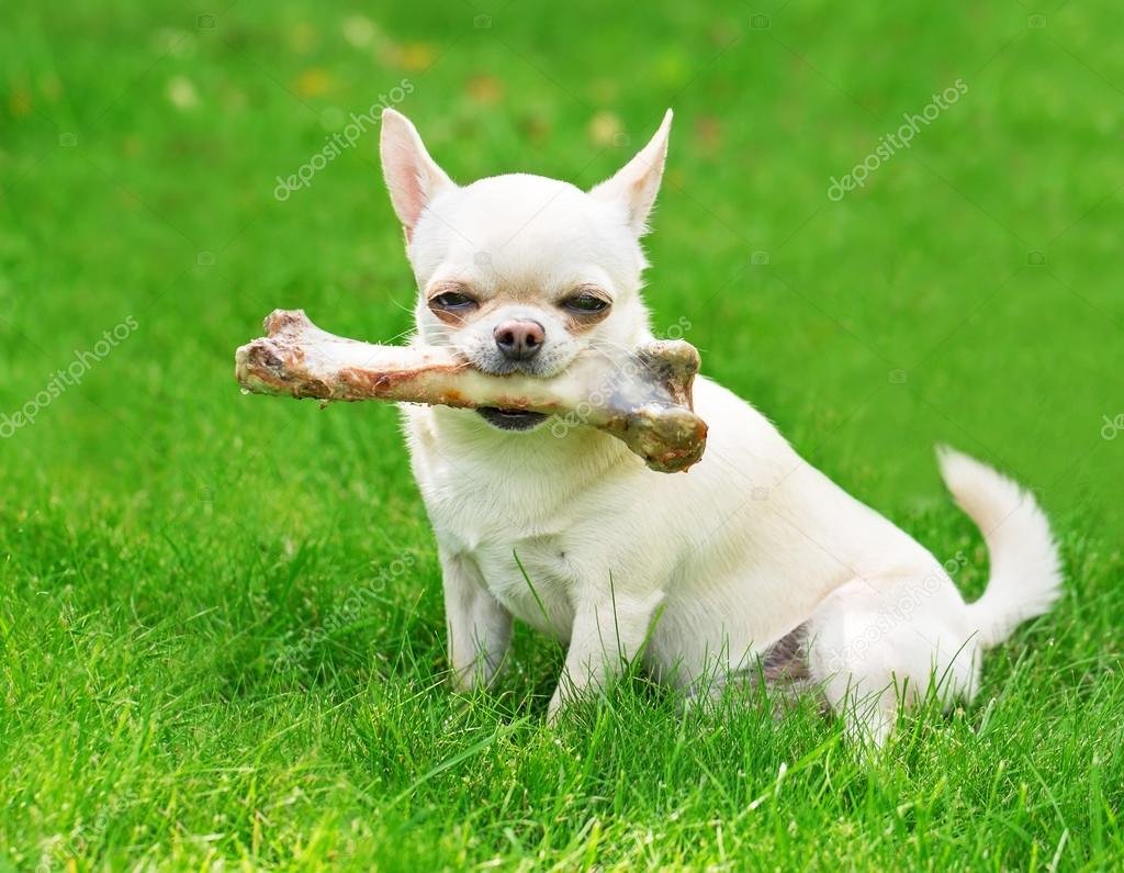 Модные собаки