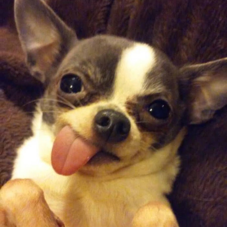 Чихуа Хуа улыбается