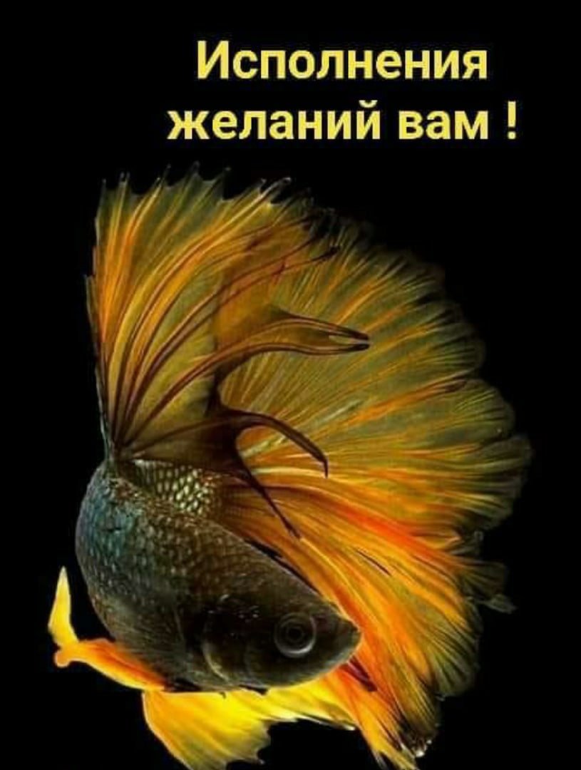 Рыбки с пожеланиями