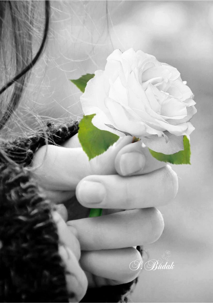 Бело розовые розы