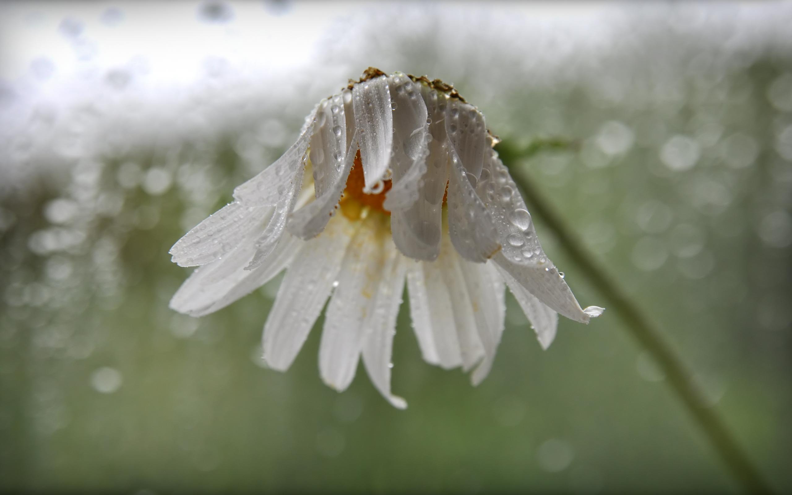 Цветок грустит. Поникший цветок. Ромашки под дождем. Завядшая Ромашка. Грустный цветок.