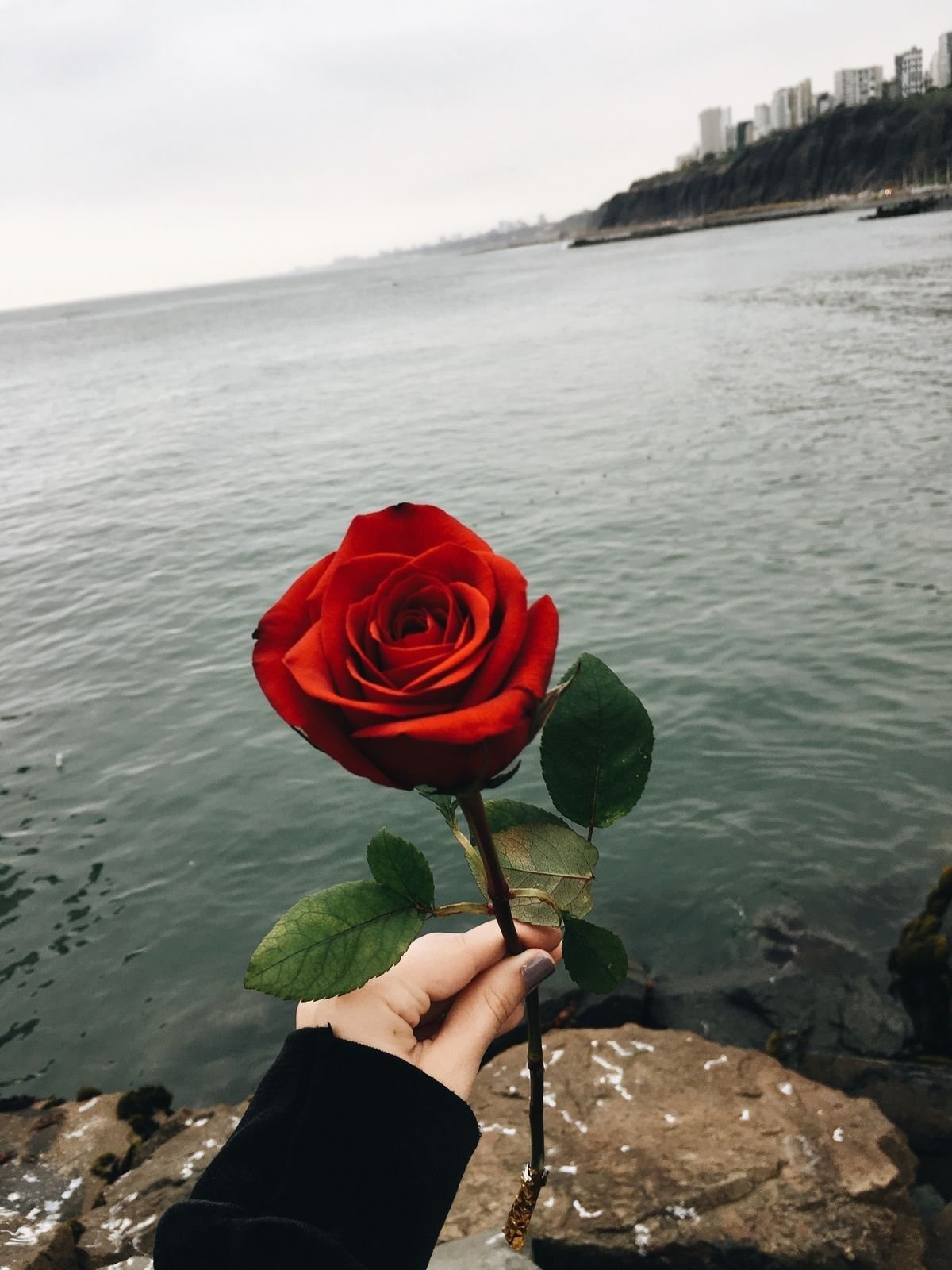 Грустная роза