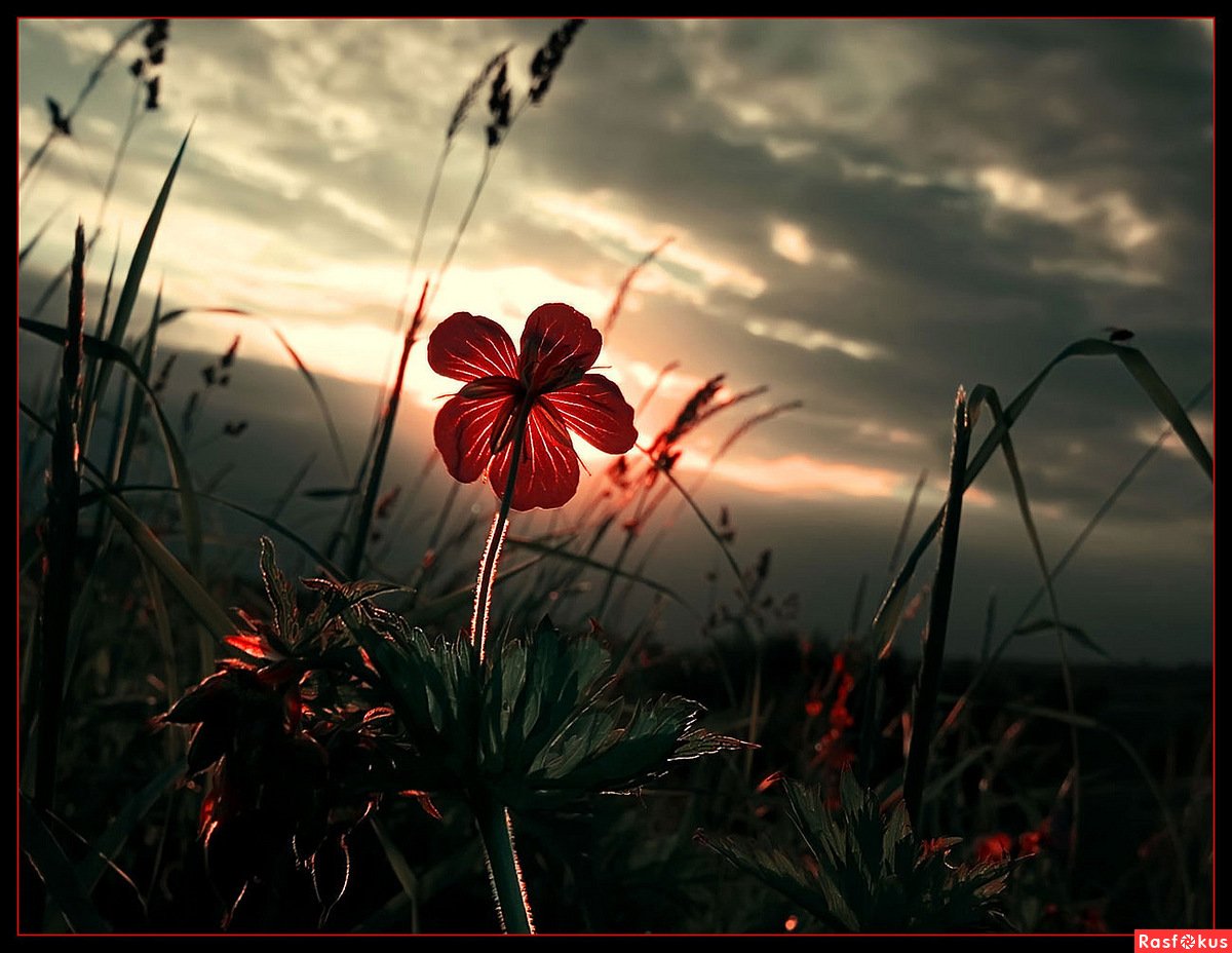 Грустный цветок картинка