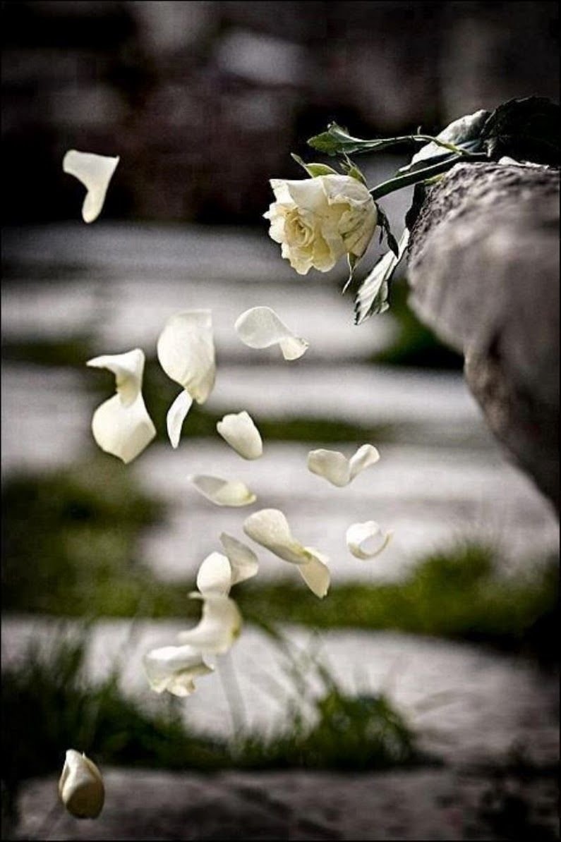 Грустная роза