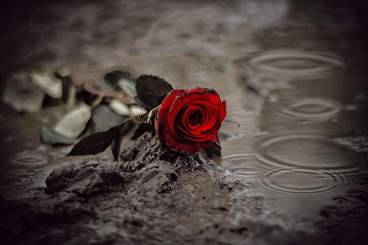 Цветы и слезы