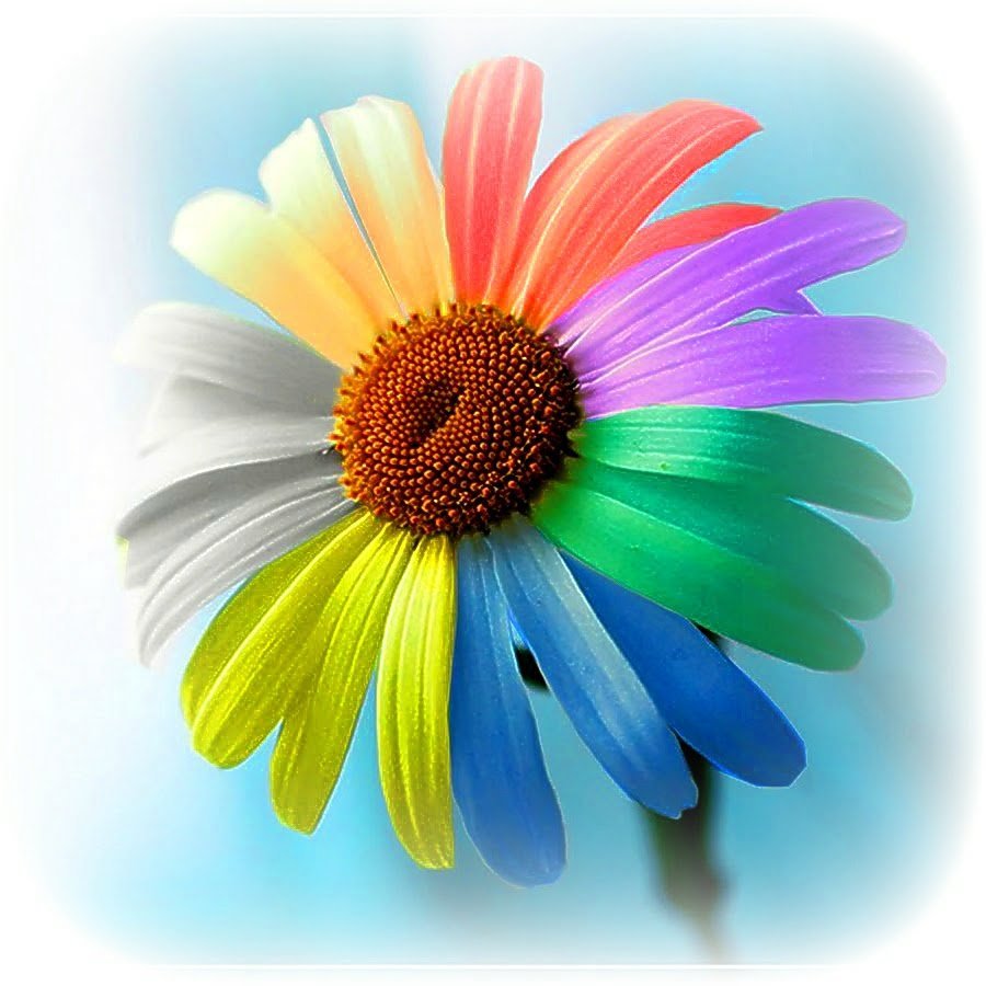 Цветик семицветик