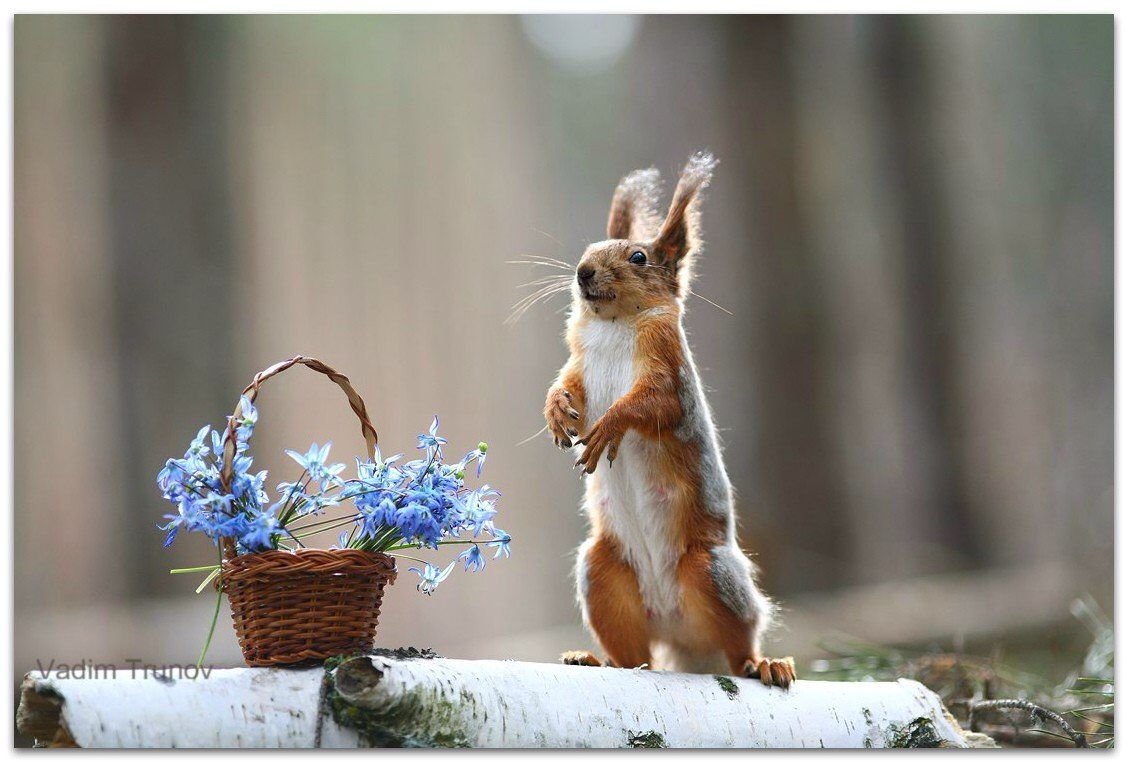 Пожелания с добрым утром с собачками