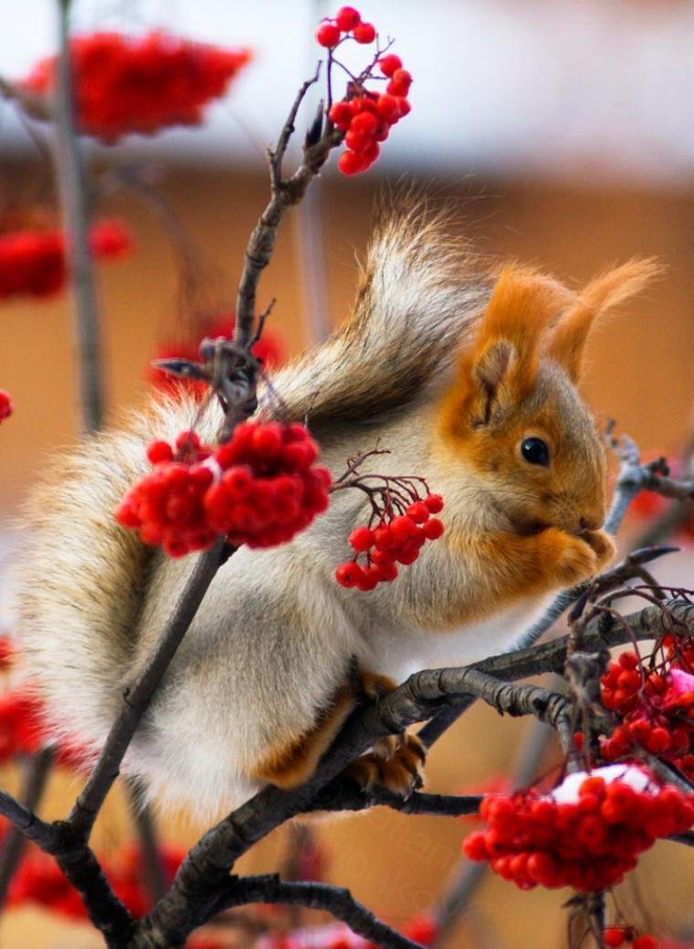 Прекрасной среды