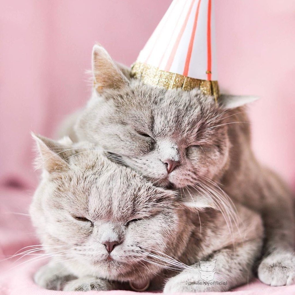 Котики любовь