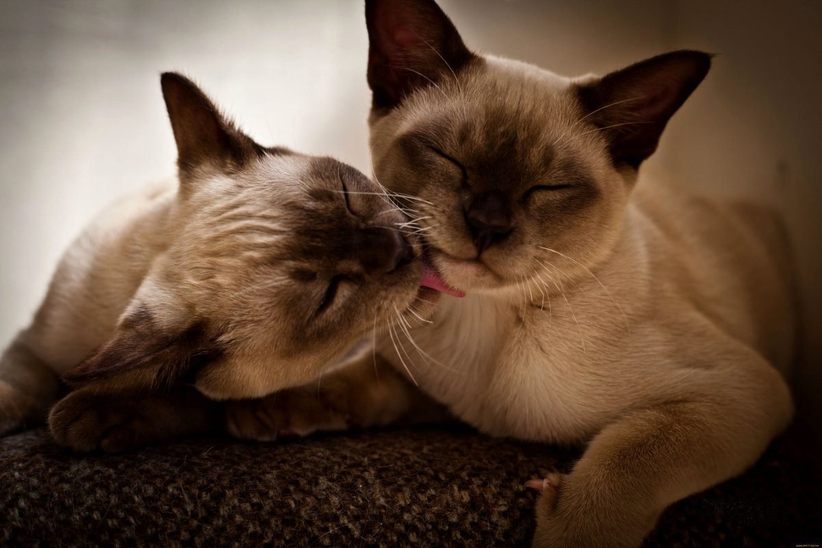 Влюбленные коты