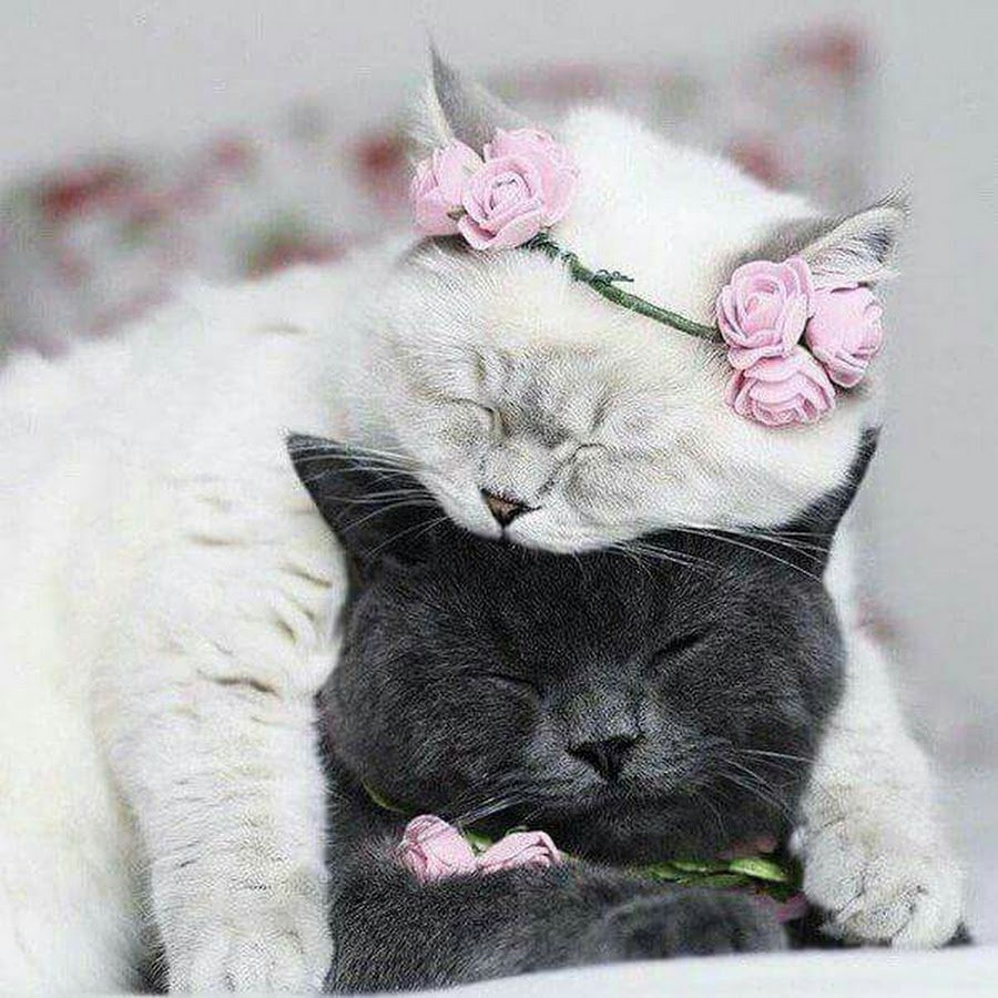 Милые котики любовь