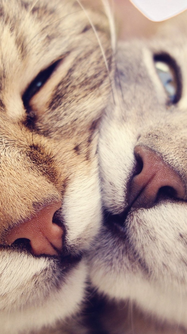 Кошачьи нежности