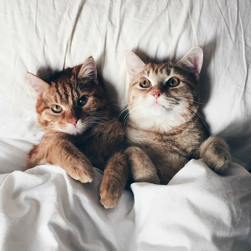 Кот и кошка любовь