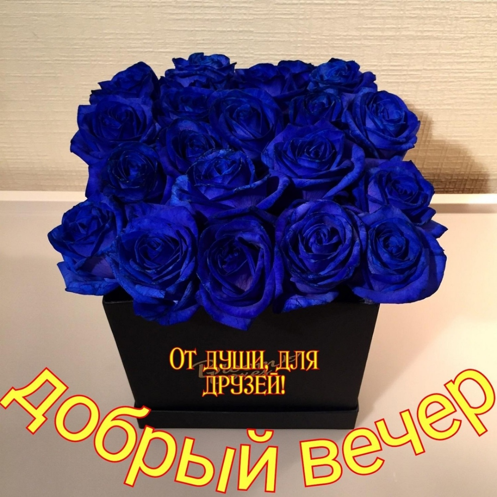 Голубые розы Сантори