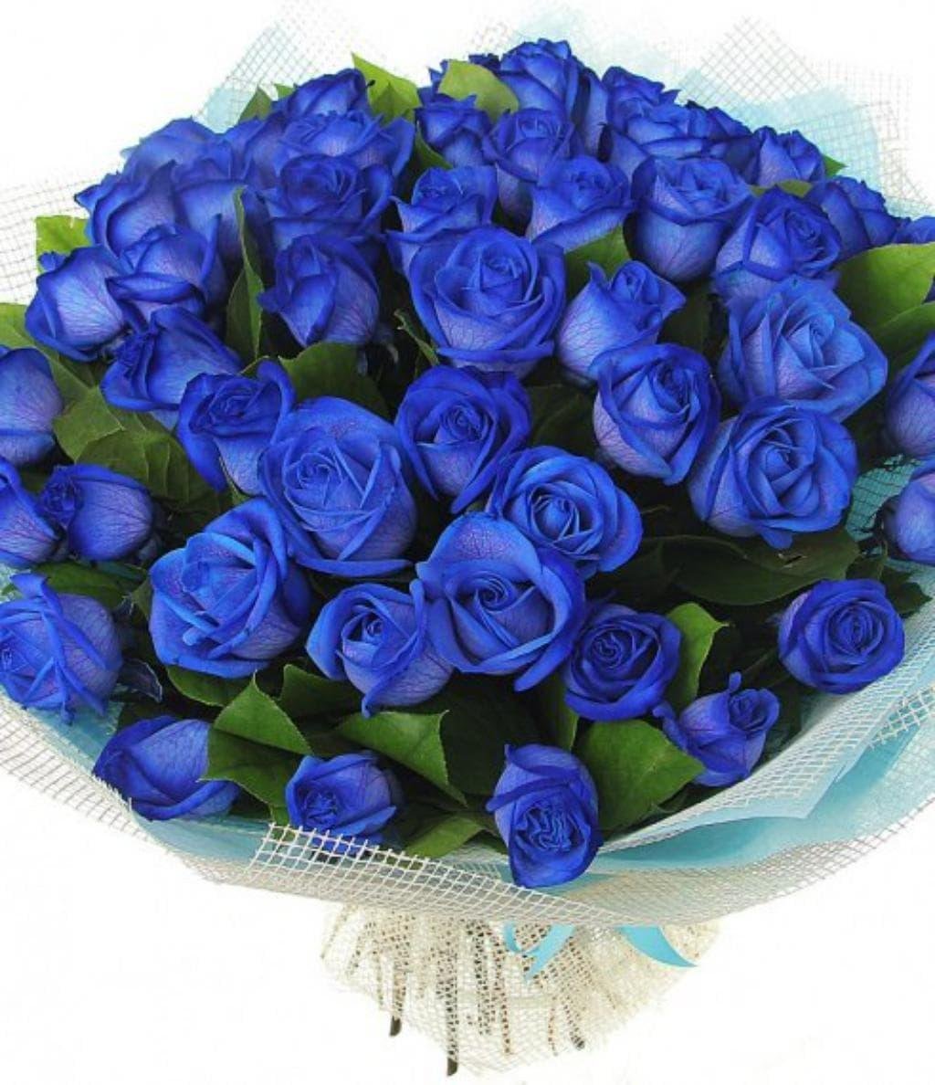 Синяя роза Беатрис