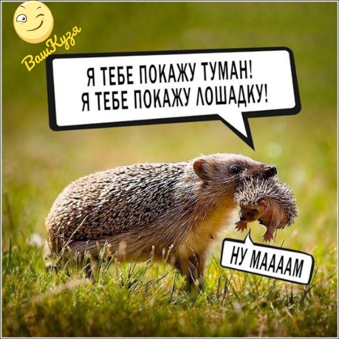 Ежик в тумане юмор