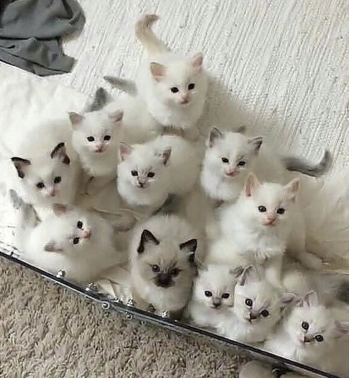 Фон с котиками