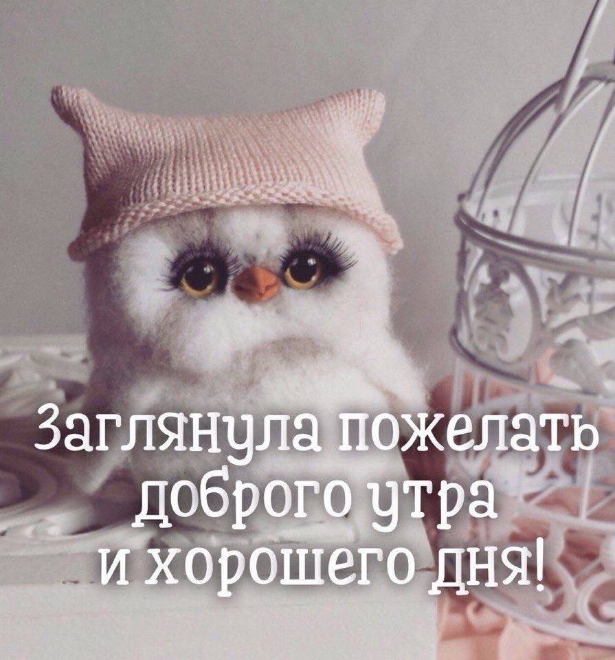 Доброе морозное утро с животными