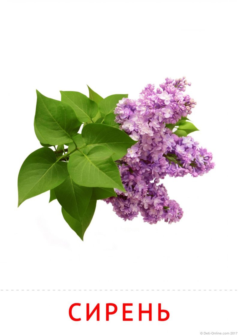 Сирень в детском саду