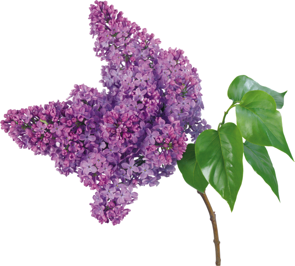 Кусты ветки сирени