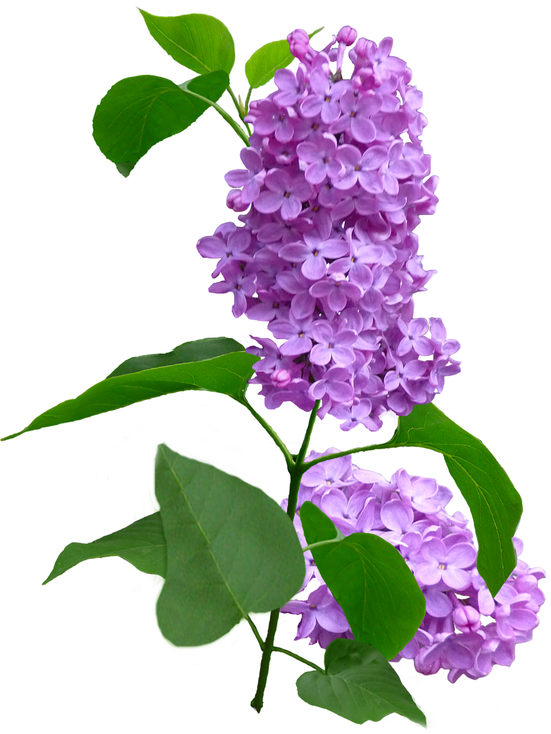 Сирень срезка