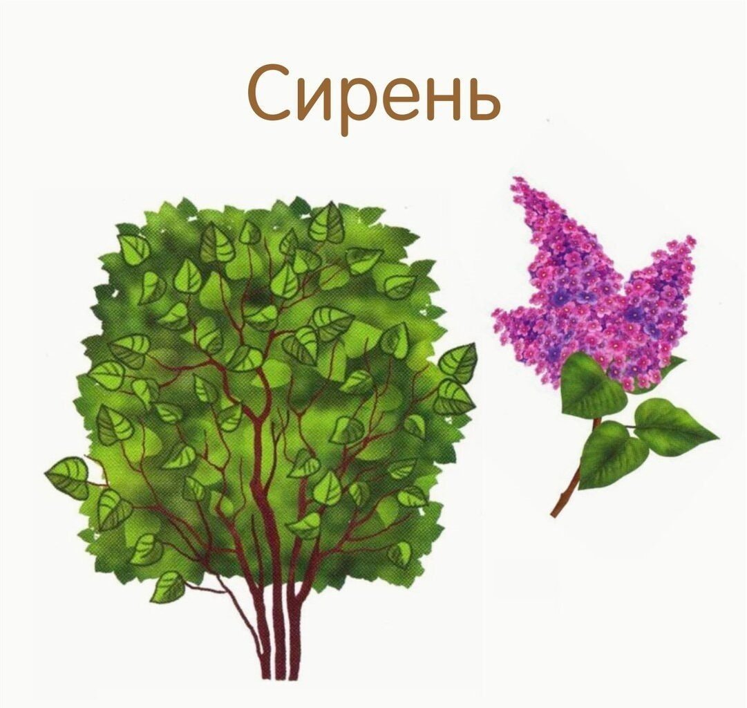 Сирень на белом фоне