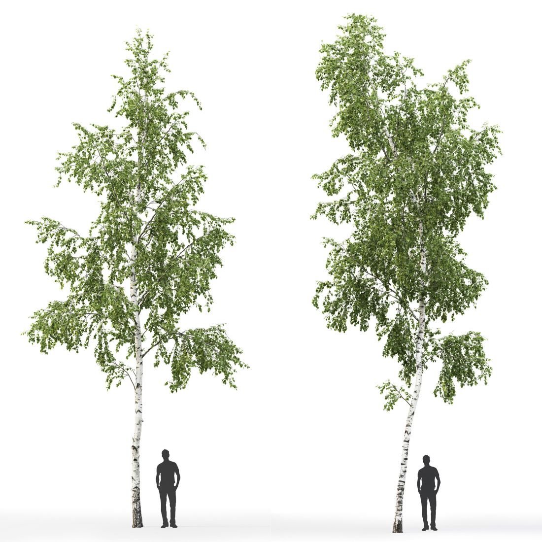 Березовая роща Омск