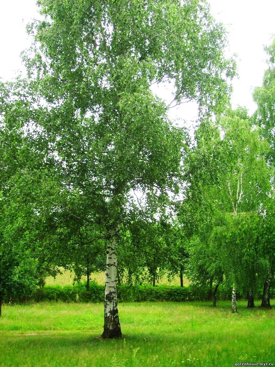 Береща на красивом фоне