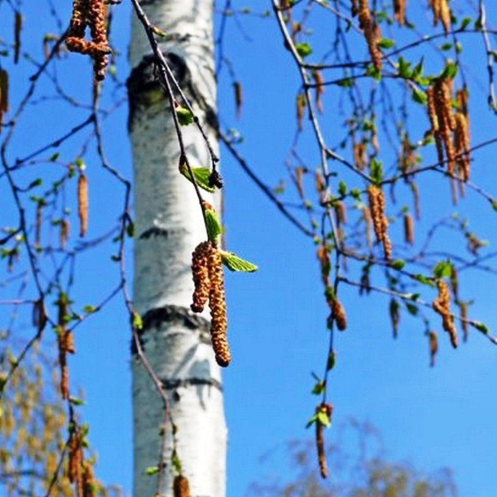 Девочка возле дерева