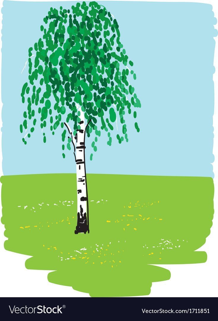 Берёза (лат. Bétula)