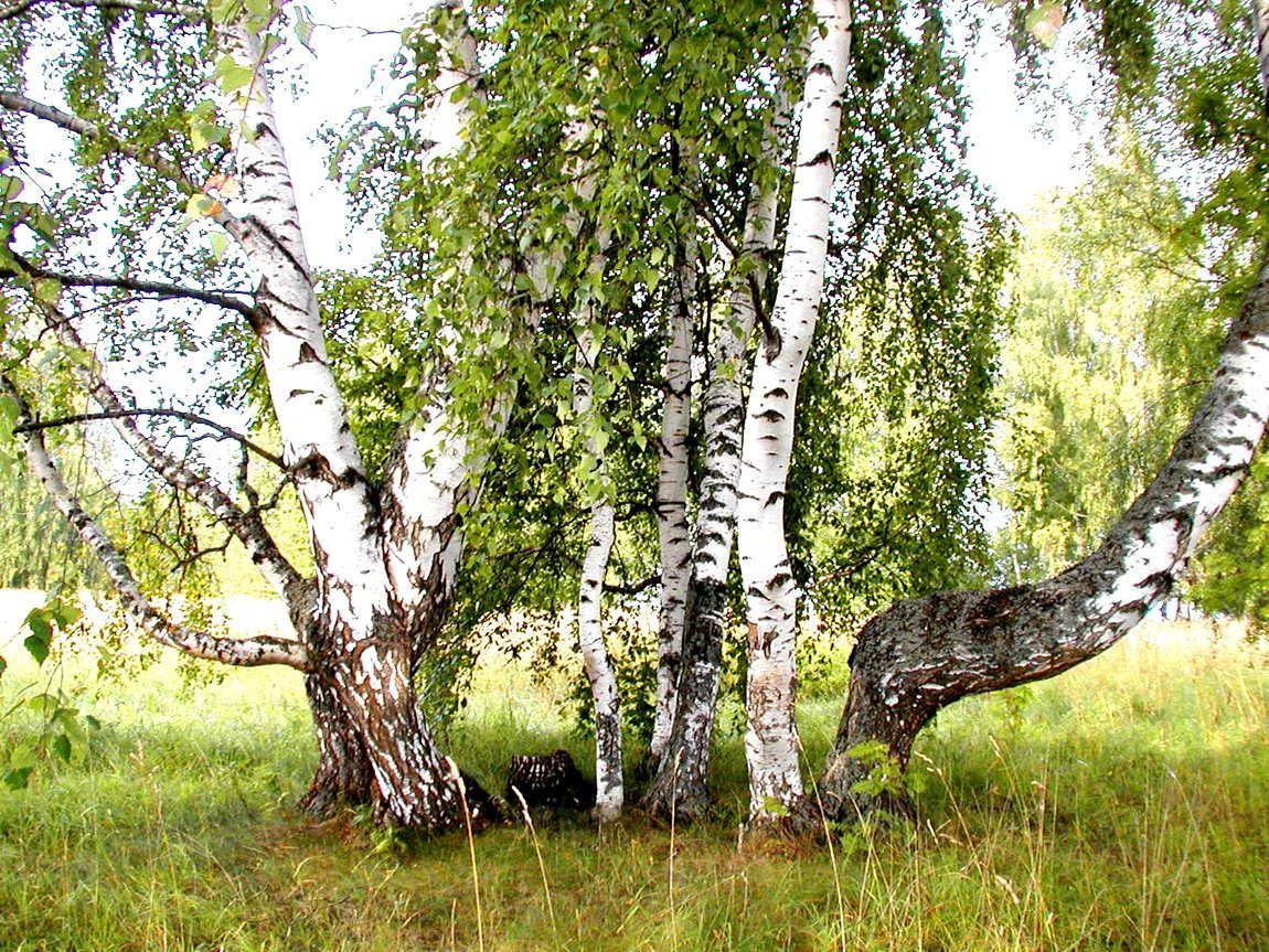 Береза рисунок