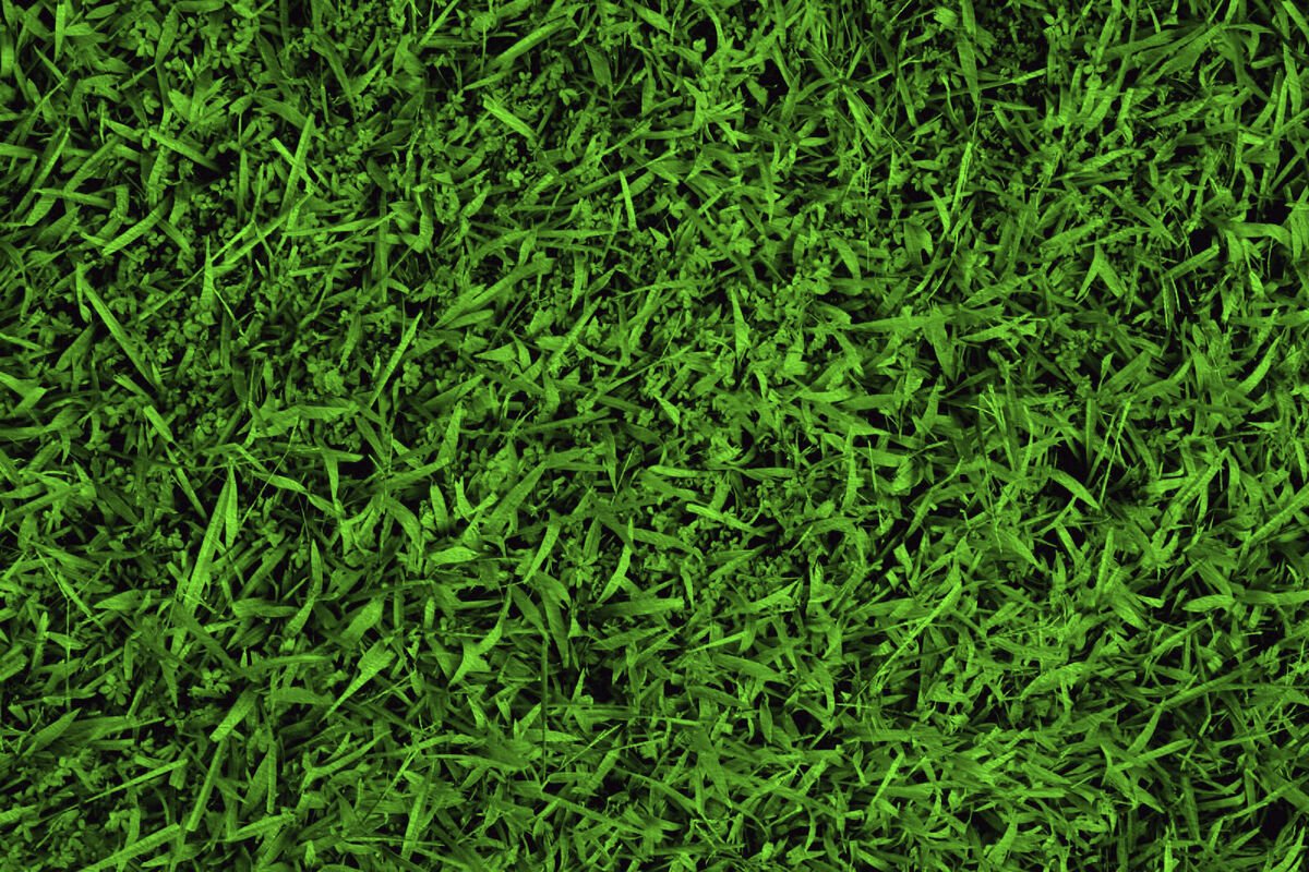 Aphanizomenon Flos-Aquae - Афанизоменон