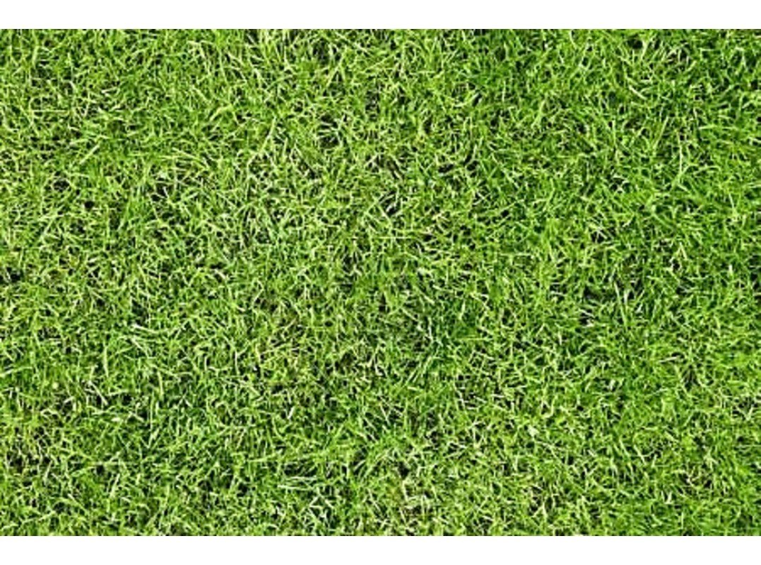 Трава вид сверху текстура