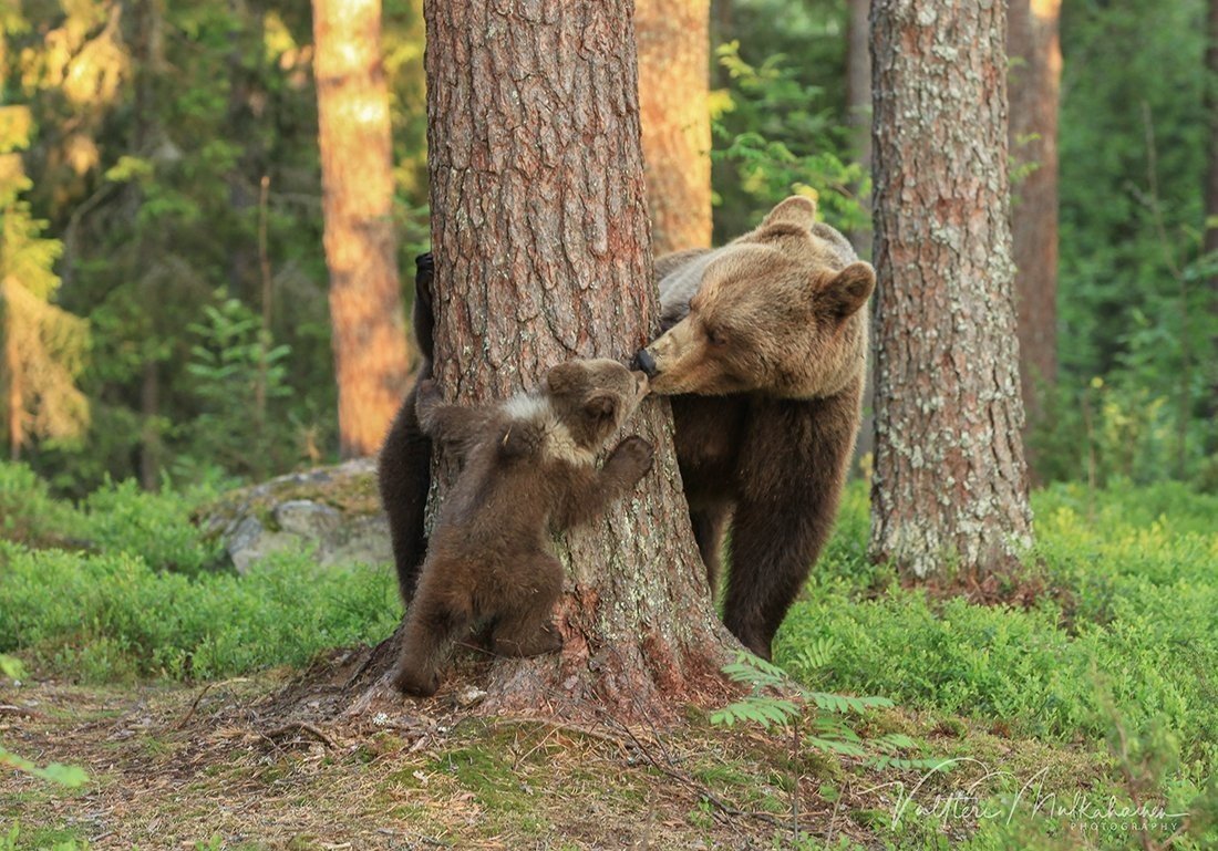 Поцелуй медведя