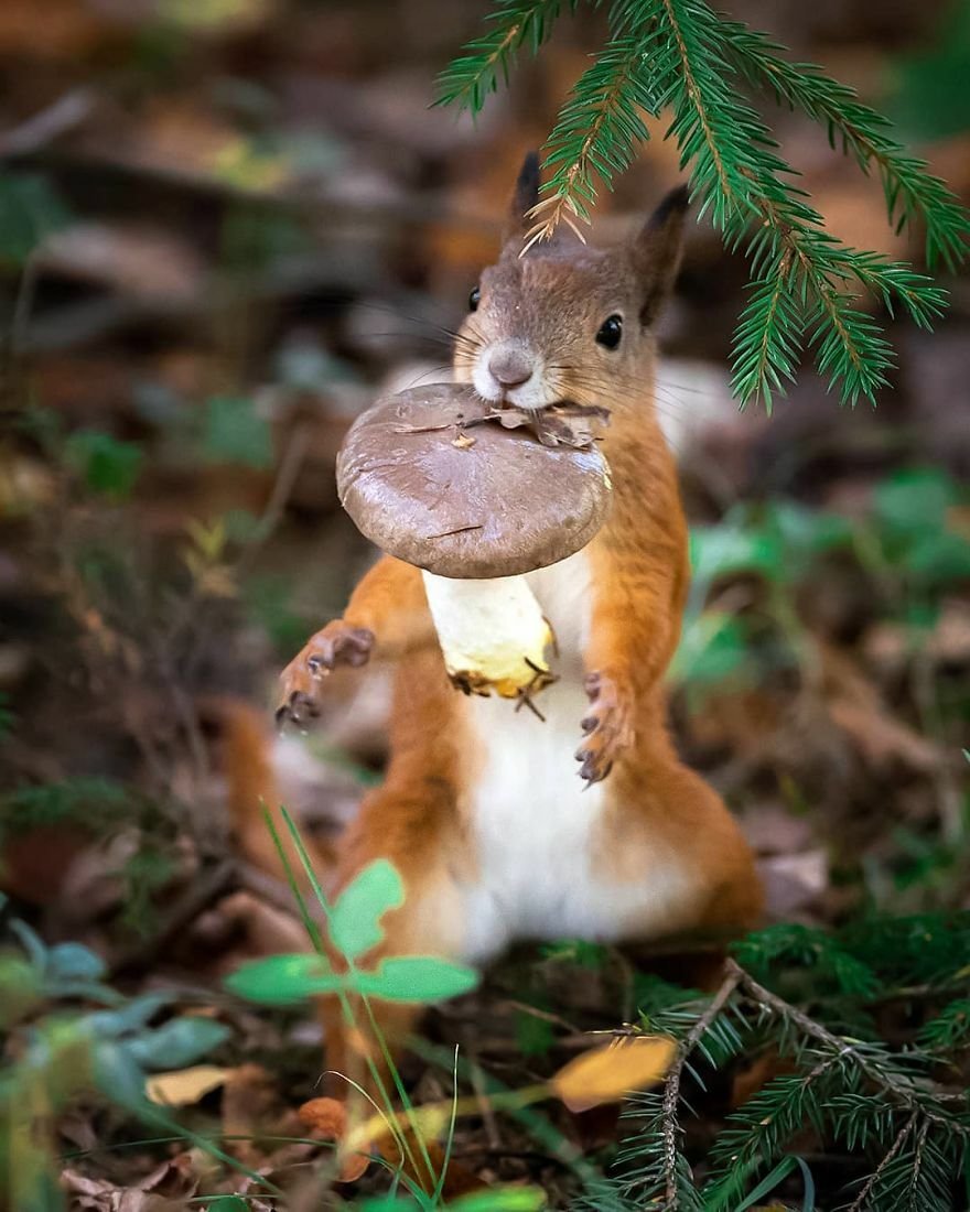 Осси Сааринен