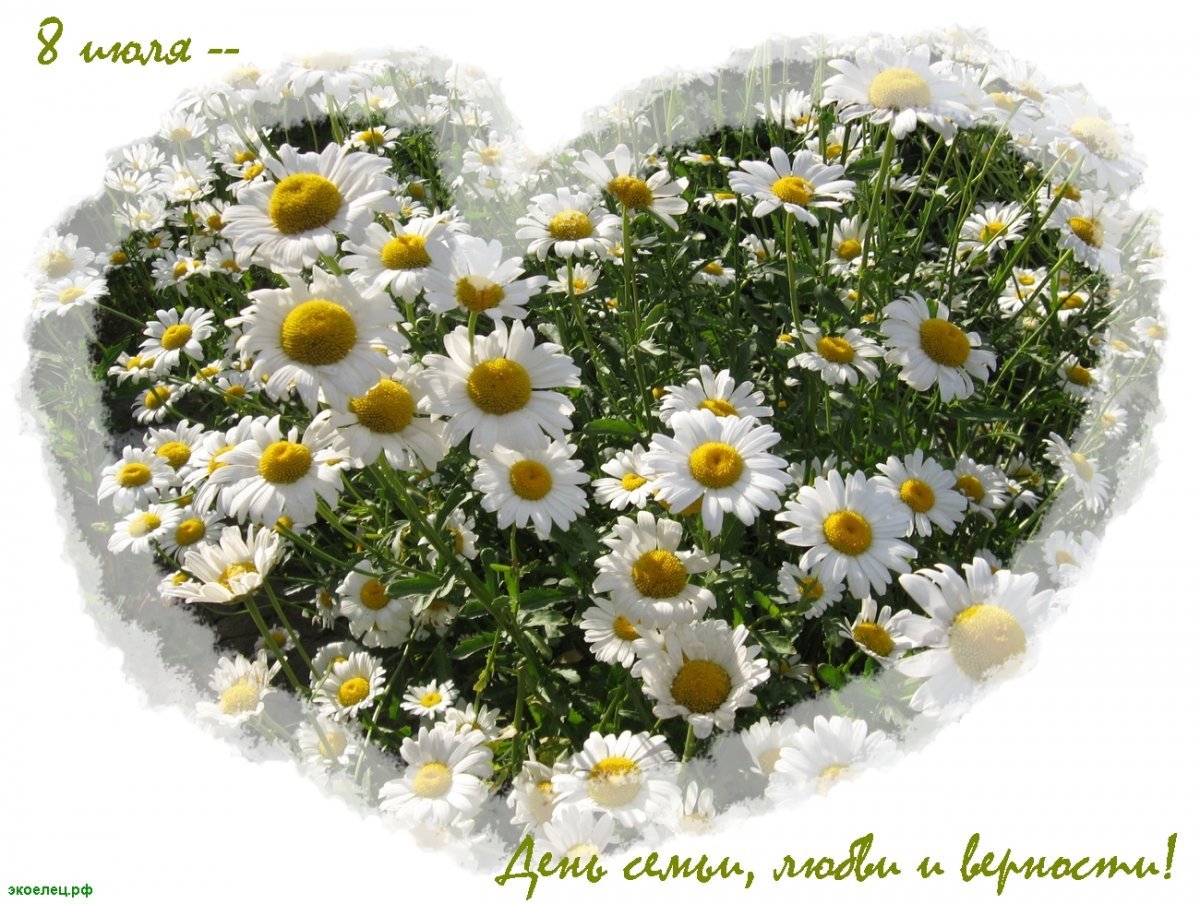 Открытки с ромашками