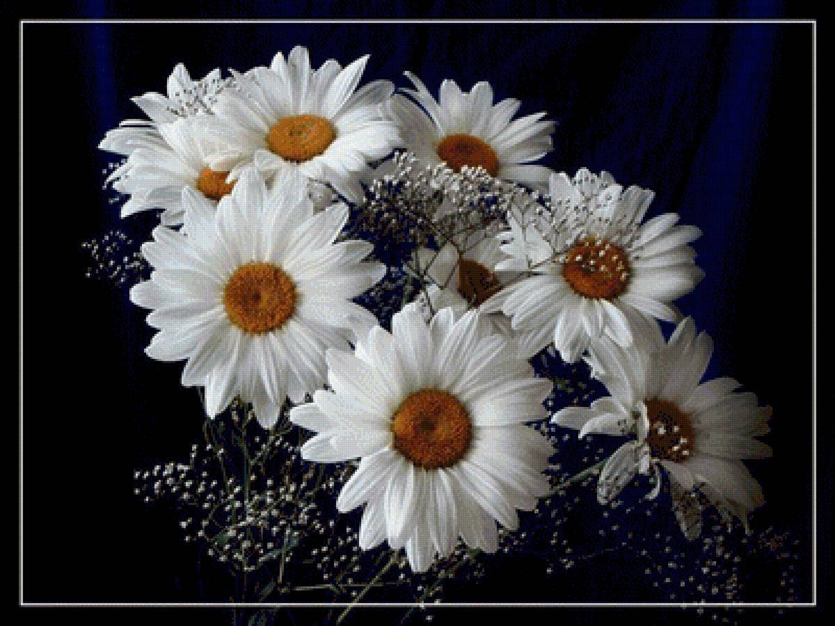 Ромашка цветы