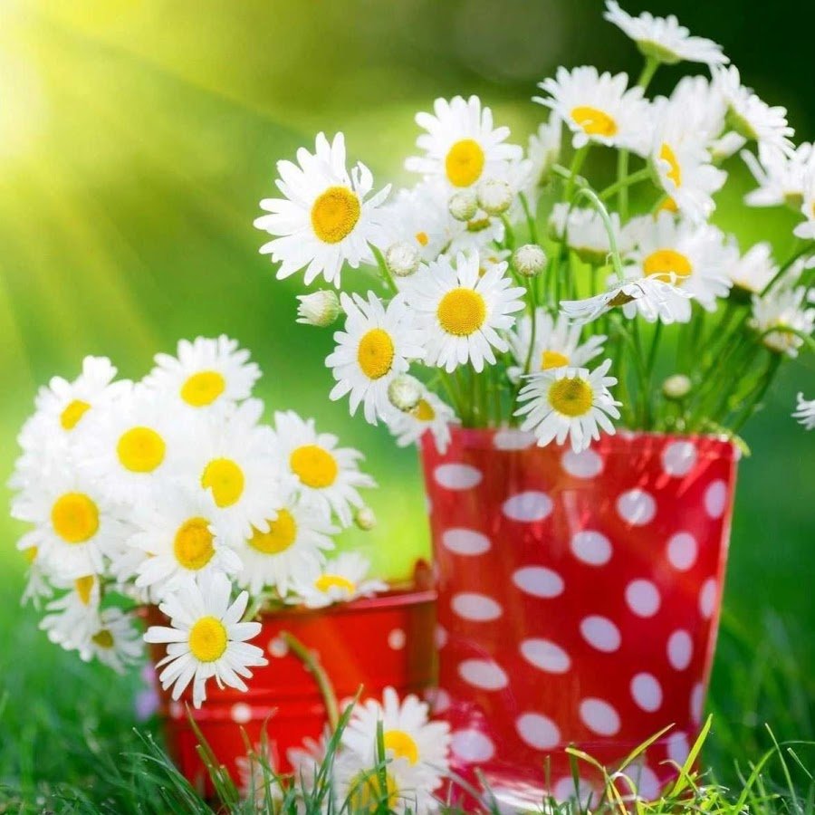 Ромашки для любимой