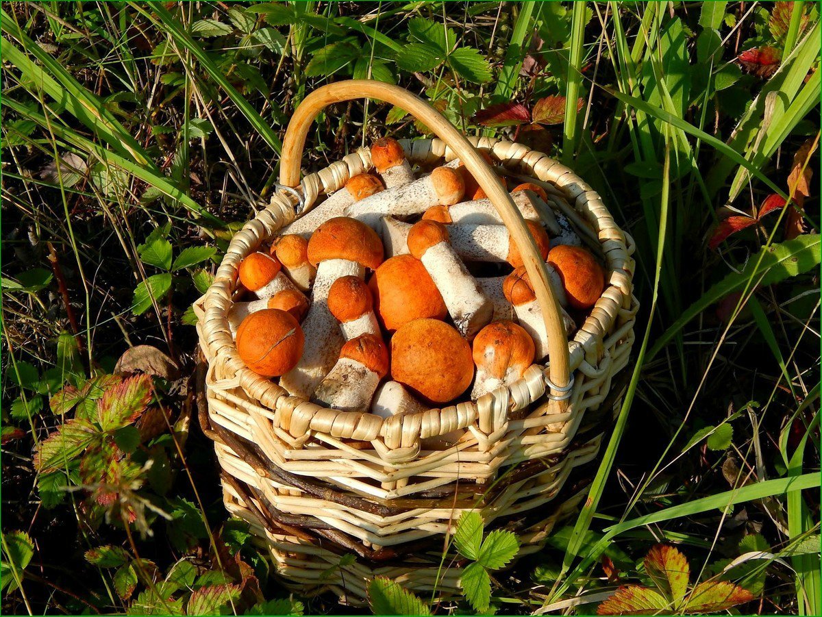 Сбор грибов в лесу